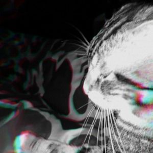 Meet your Posher, Carter